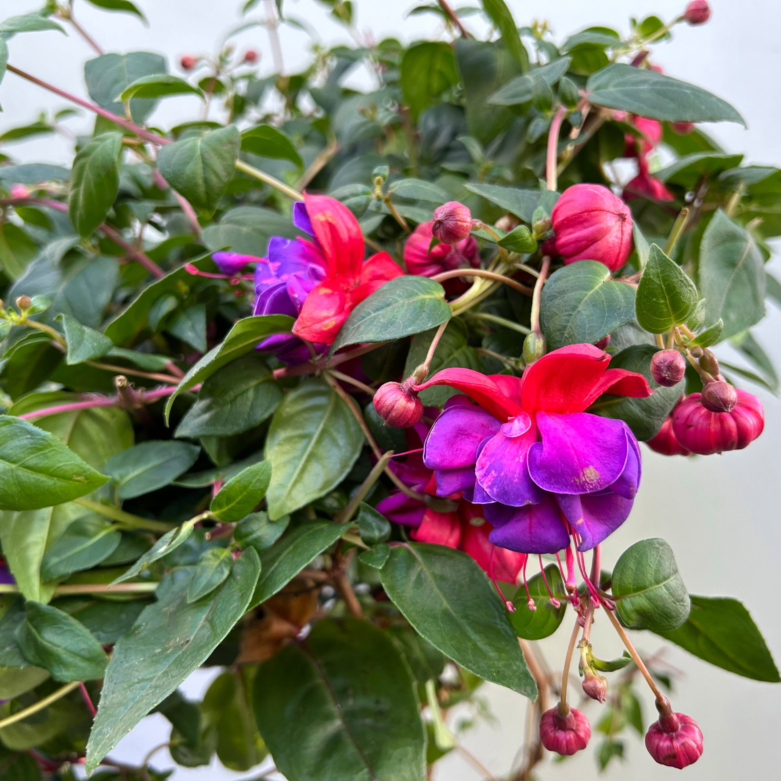 Fuchsie, Stamm, Farbe zufällig, Topf-Ø 23 cm Fuchsie, Stamm, Farbe zufällig, Topf-Ø 23 cm