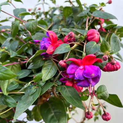 Fuchsie, Stamm, Farbe zufällig, Topf-Ø 23 cm Fuchsie, Stamm, Farbe zufällig, Topf-Ø 23 cm