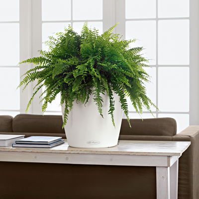 Lechuza 'Classico Color 35', weiß, ca. Ø 34,5 x H 32,5 cm