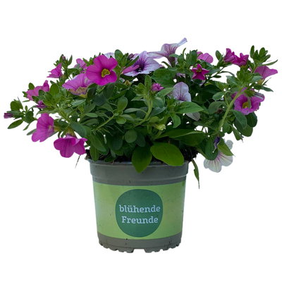 Petunie/Zauberglöckchen 'Duo', Kombination zufällig, Topf-Ø 14 cm, 4er-Set