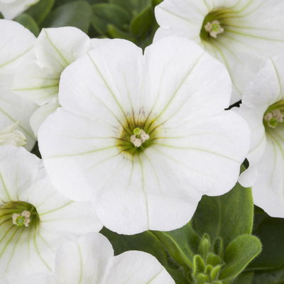 Petunie weiß, hängend, Topf-Ø 13 cm, 6 Pflanzen