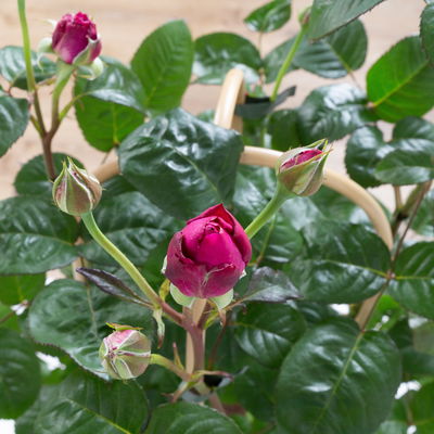 Duftende Edelrose 'Laudatio'®, purpur-pinkviolett, Doppelbogen, Topf 7,5 Liter Duftende Edelrose 'Laudatio'®, purpur-pinkviolett, Doppelbogen, Topf 7,5 Liter