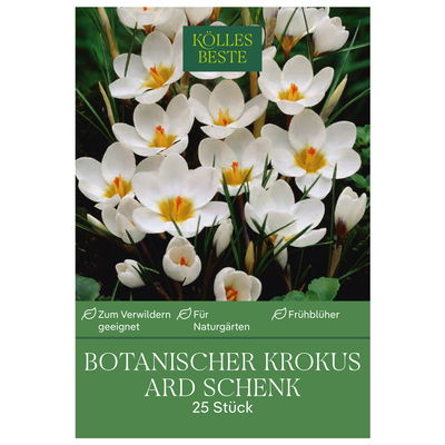 Botanische Krokusse 'Ard Schenk', weiß, Größe 5/7, 25 Blumenzwiebeln