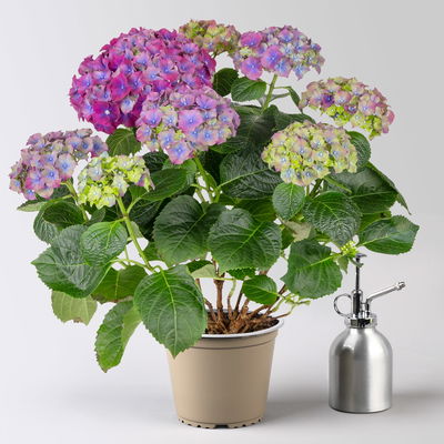 Hortensie 'Hi™ Fire', rot-lila, Topf-Ø 14 cm, Höhe ca. 40 cm