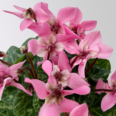 Alpenveilchen Mini, rosa, schirmartig, Topf-Ø 6 cm, 10 Pflanzen Alpenveilchen Mini, rosa, schirmartig, Topf-Ø 6 cm, 10 Pflanzen