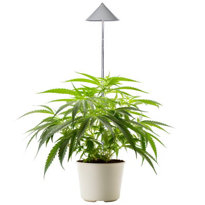LED-Pflanzenlampe 'Canna Sunlite', 30 Watt LED-Pflanzenlampe 'Canna Sunlite', 30 Watt