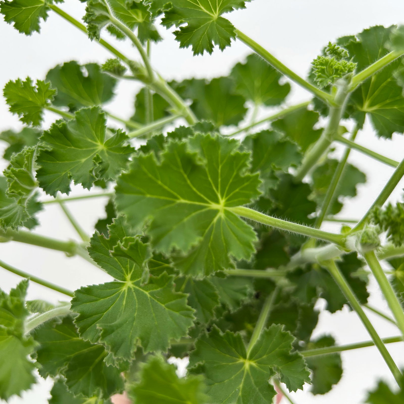 Duftgeranie 'Freshfruity® Cola Fresh', Topf-Ø 12 cm, 6 Pflanzen