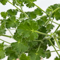 Duftgeranie 'Freshfruity® Cola Fresh', Topf-Ø 12 cm, 6 Pflanzen