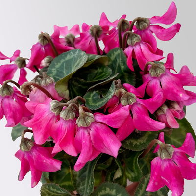 Alpenveilchen 'Petticoat Pink', pink, Topf-Ø 10,5 cm, 4 Pflanzen Alpenveilchen 'Petticoat Pink', pink, Topf-Ø 10,5 cm, 4 Pflanzen