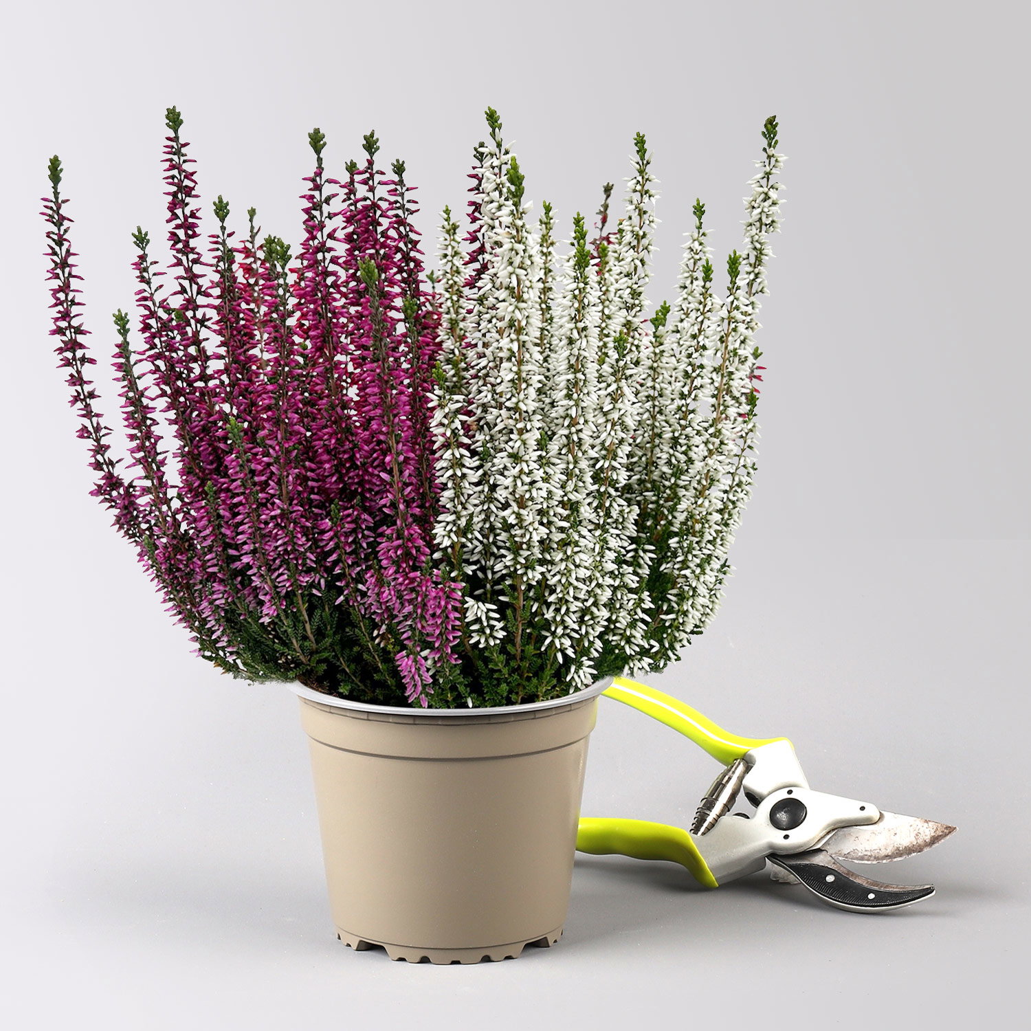 Calluna 'Beauty Ladies® Milca-Trio', lila-rot-weiß, Topf-Ø 11 cm, 6 Pflanzen Calluna 'Beauty Ladies® Milca-Trio', lila-rot-weiß, Topf-Ø 11 cm, 6 Pflanzen