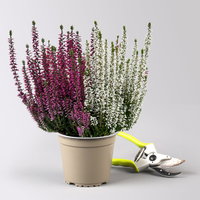 Calluna 'Beauty Ladies® Milca-Trio', lila-rot-weiß, Topf-Ø 11 cm, 6 Pflanzen Calluna 'Beauty Ladies® Milca-Trio', lila-rot-weiß, Topf-Ø 11 cm, 6 Pflanzen