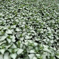 Gefleckte Silber-Taubnessel 'Pink Chablis' Topf-Ø 13 cm, 6 Pflanzen