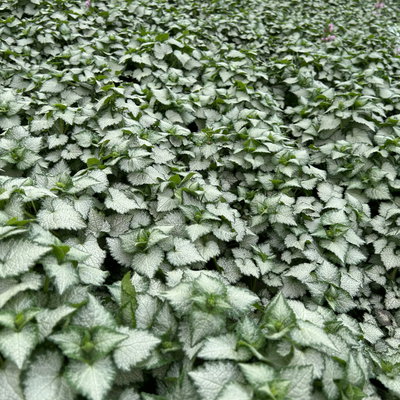 Gefleckte Silber-Taubnessel 'Pink Chablis' Topf-Ø 13 cm, 6 Pflanzen