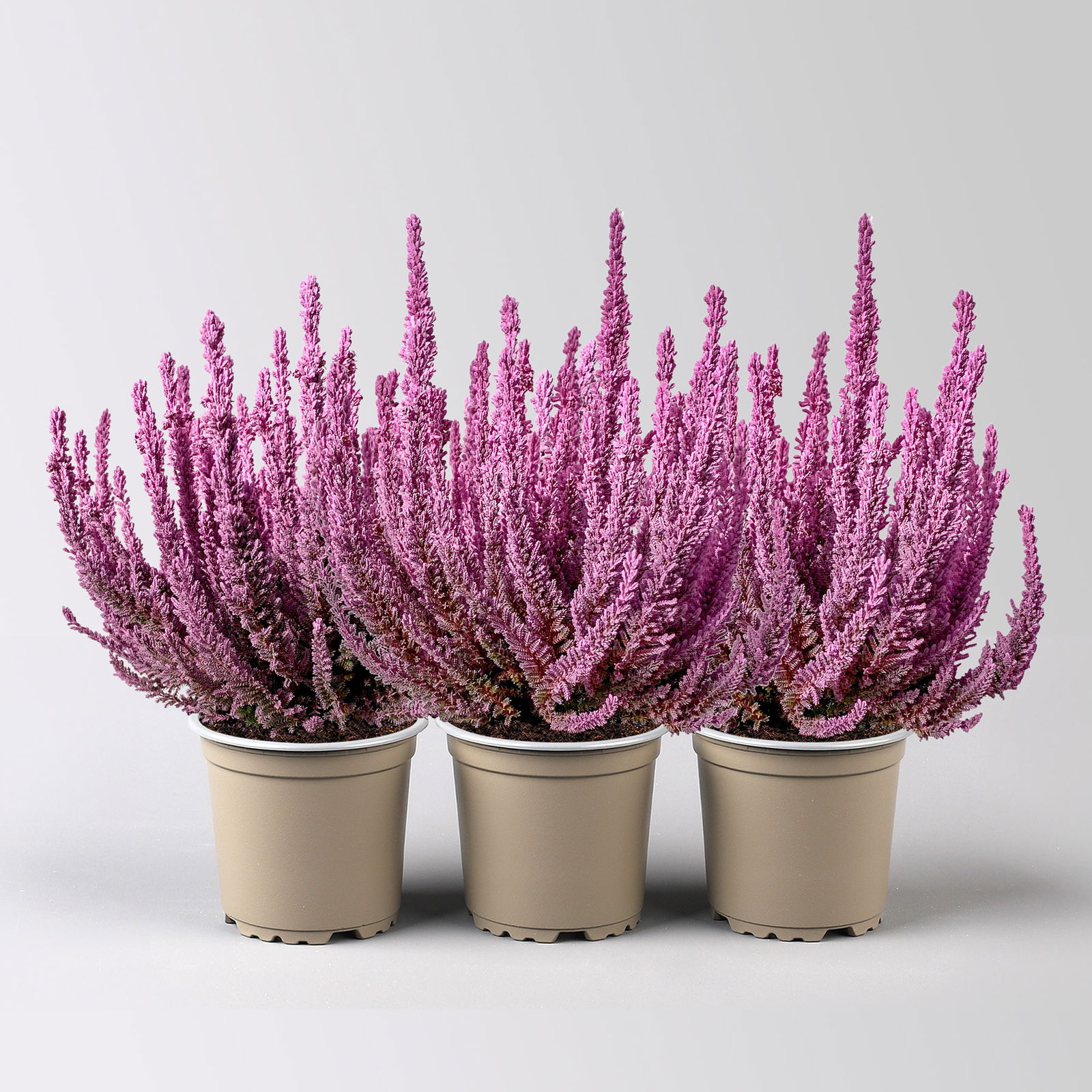 Besenheide SKYLINE®, rosa gefärbt, Topf-Ø 11 cm, 3 Pflanzen
