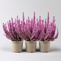 Besenheide SKYLINE®, rosa gefärbt, Topf-Ø 11 cm, 3 Pflanzen