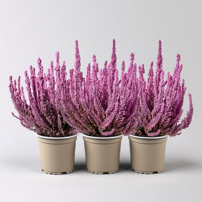 Besenheide SKYLINE®, rosa gefärbt, Topf-Ø 11 cm, 3 Pflanzen Besenheide SKYLINE®, rosa gefärbt, Topf-Ø 11 cm, 3 Pflanzen