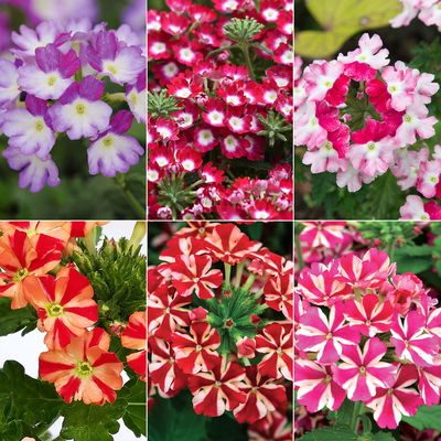 Eisenkraut zweifarbig, Topf-Ø 12 cm, 6 Stück