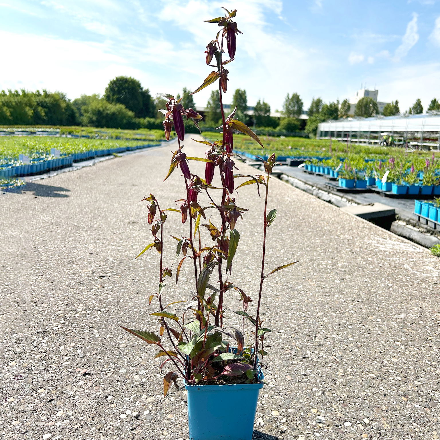 Bio Campanula punctata 'Beetroot' rot, Topf-Ø 11 cm, 3er-Set