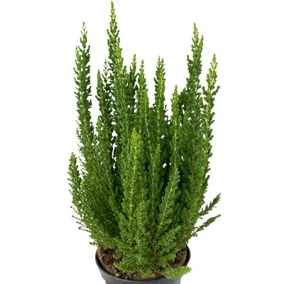 Besenheide SKYLINE®, Mischung zufällig, Topf-Ø 6,5 cm, 12 Pflanzen Besenheide SKYLINE®, Mischung zufällig, Topf-Ø 6,5 cm, 12 Pflanzen