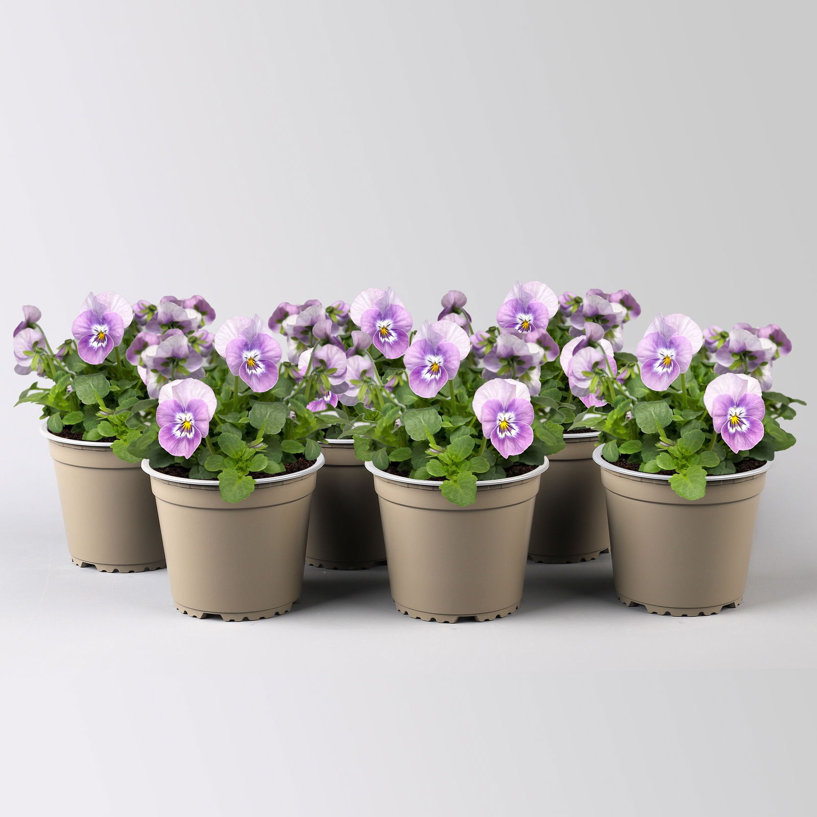Hornveilchen 'Pink Halo' rosa-lila, Topf-Ø 13 cm, 6 Pflanzen
