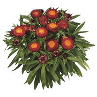 Strohblume rot, Topf- Ø 12 cm, 6 Stück