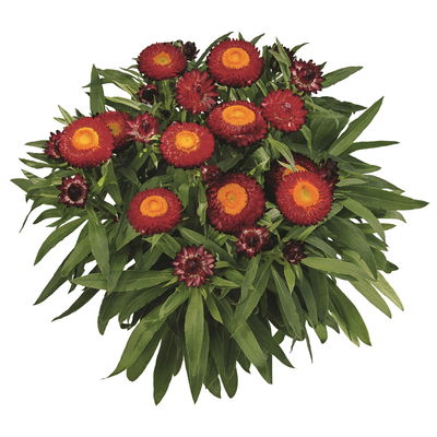 Strohblume rot, Topf- Ø 12 cm, 6 Stück