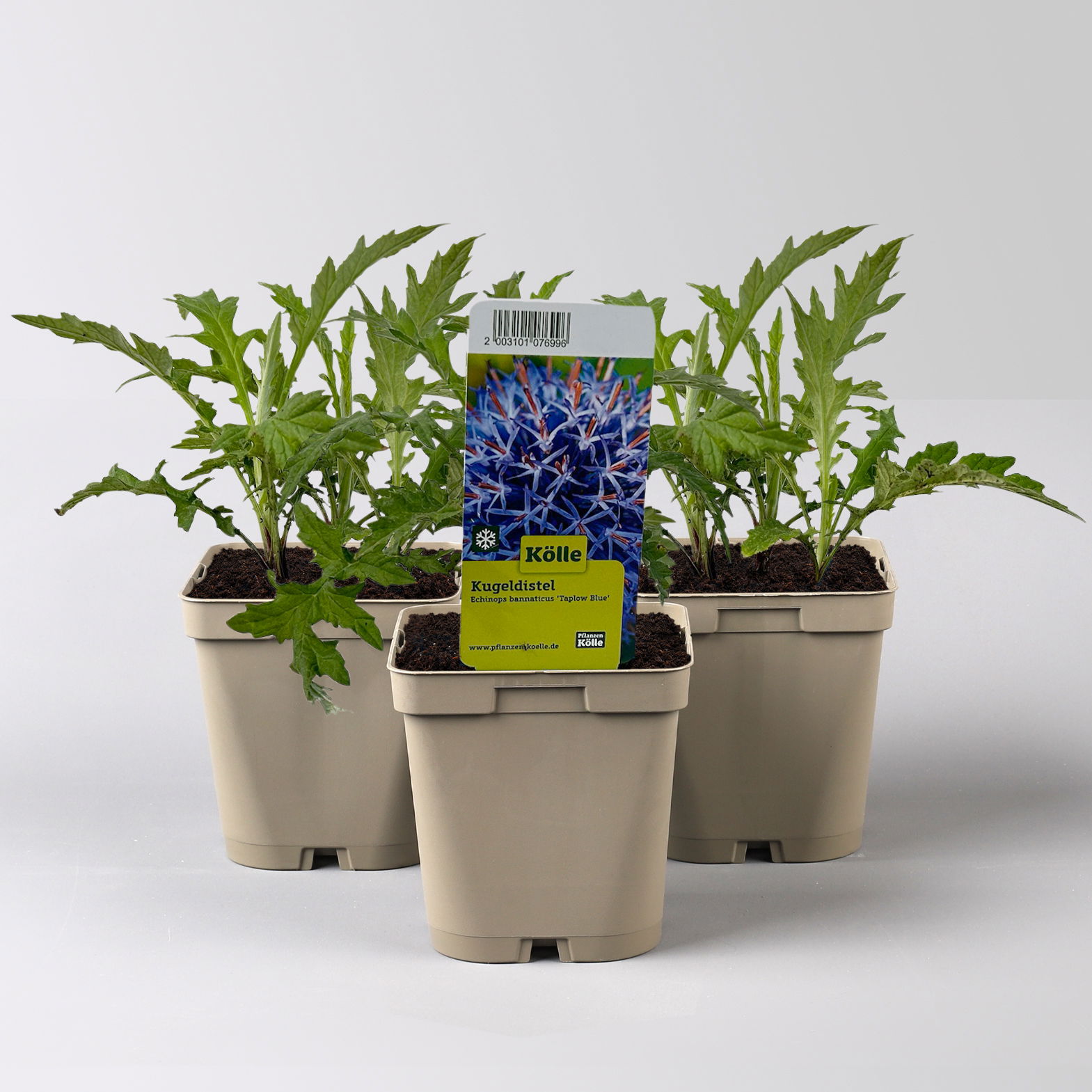 Kugeldistel 'Taplow Blue' blau, Topf-Ø 11 cm, 3er-Set
