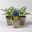 Kugeldistel 'Taplow Blue' blau, Topf-Ø 11 cm, 3er-Set