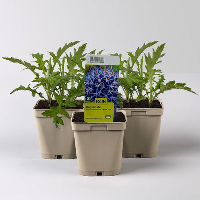 Kugeldistel 'Taplow Blue' blau, Topf 11x11 cm, 3 Pflanzen Kugeldistel 'Taplow Blue' blau, Topf 11x11 cm, 3 Pflanzen