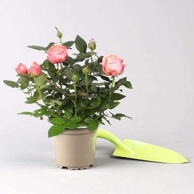 Rose 'Adele Kordana® Grande', rosa, Topf-Ø 10,5 cm, 3 Pflanzen