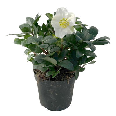 Christrose, weiß, Topf-Ø 15 cm, 2er-Set Christrose, weiß, Topf-Ø 15 cm, 2er-Set