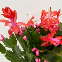 Weihnachtskaktus, rot, Topf-Ø 12 cm, 3 Pflanzen Weihnachtskaktus, rot, Topf-Ø 12 cm, 3 Pflanzen