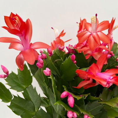 Weihnachtskaktus, rot, Topf-Ø 12 cm, 3 Pflanzen Weihnachtskaktus, rot, Topf-Ø 12 cm, 3 Pflanzen