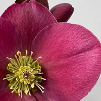 Helleborus 'Anna's Red', dunkelrot, Topf-Ø 15 cm