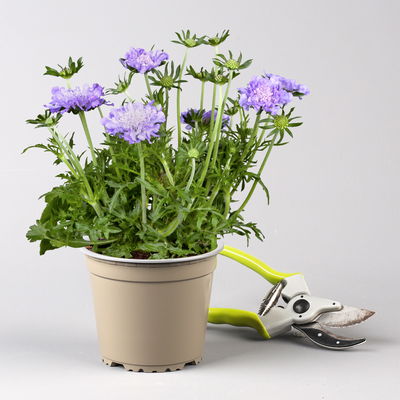 Pflanzenkreation Frühlingsgruß, 9 Pflanzen inkl. Erde & Dünger Pflanzenkreation Frühlingsgruß, 9 Pflanzen inkl. Erde & Dünger