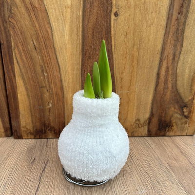 Amaryllis in Wachs, Dekor 'Pullover Cozy Fluffy' nach Verfügbarkeit, Blüte weiß Amaryllis in Wachs, Dekor 'Pullover Cozy Fluffy' nach Verfügbarkeit, Blüte weiß