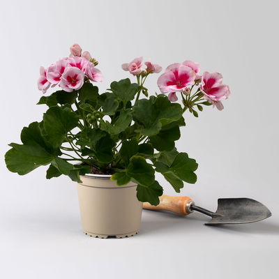 Geranie weiß-rosa, stehend, Topf-Ø 13 cm, 6 Pflanzen