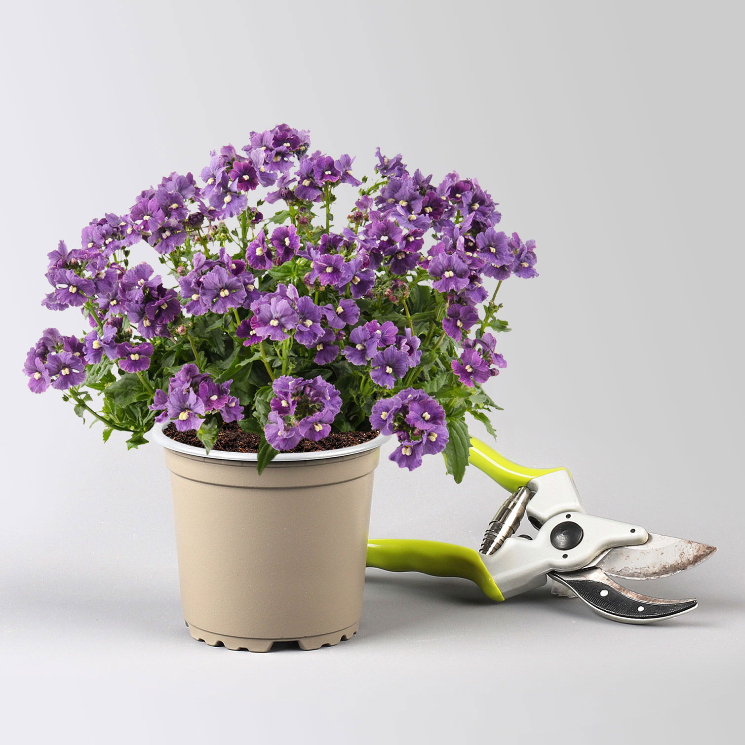 Pflanzenkreation 'Lillet Wild Berry', 12 Pflanzen inkl. Erde und Dünger