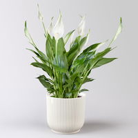 Einblatt 'Bellini', Topf-Ø 13 cm, inkl. Übertopf Vibes weiß, 2 Pflanzen Einblatt 'Bellini', Topf-Ø 13 cm, inkl. Übertopf Vibes weiß, 2 Pflanzen