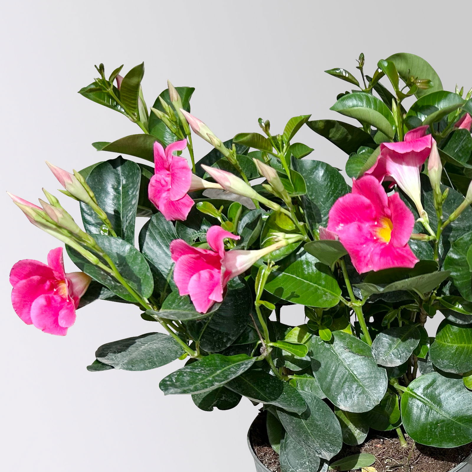 Dipladenie 'Qdeville®', rosa, buschartig, Topf-Ø 23 cm, Höhe ca. 50 cm