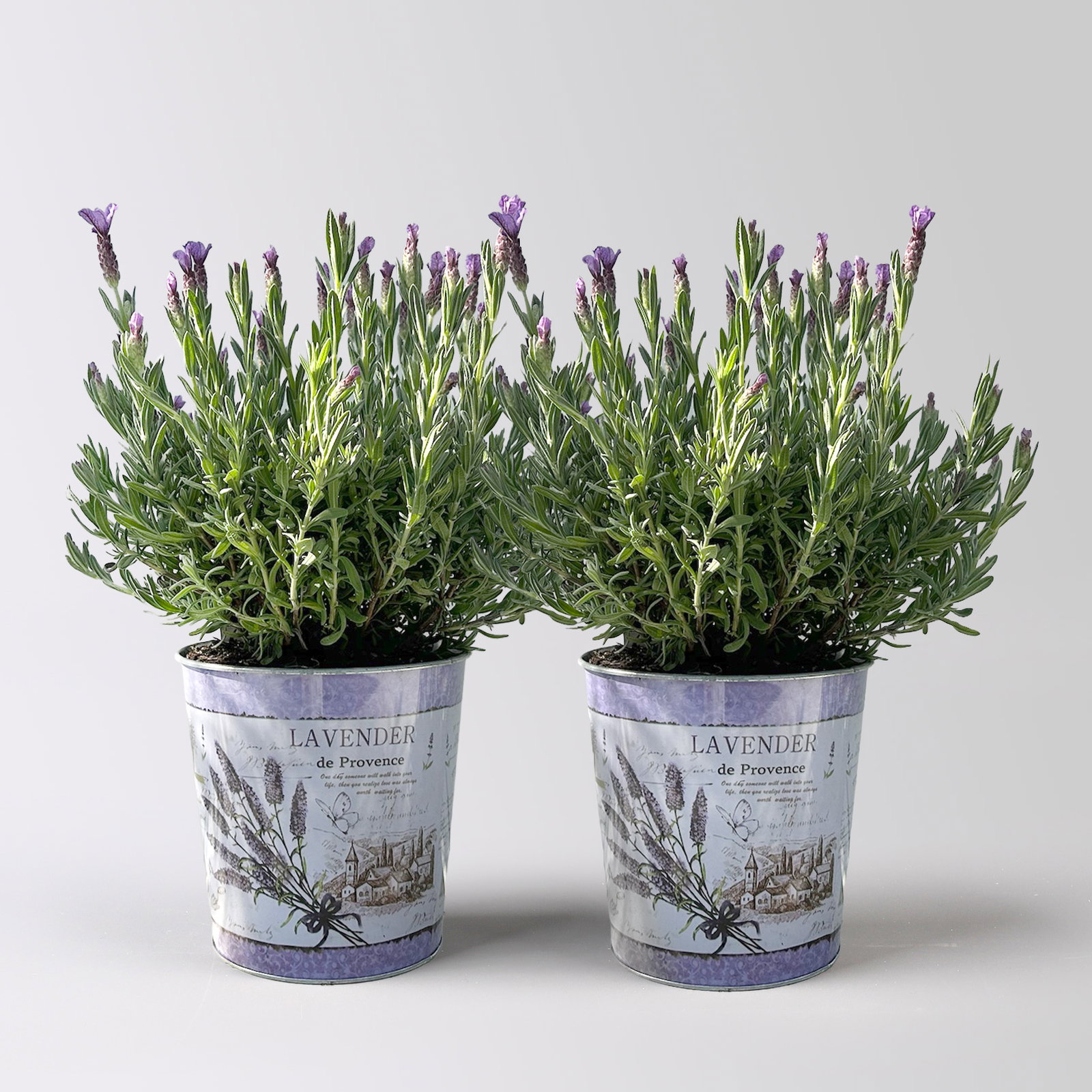 Schopflavendel 'Anouk' in Zinkübertopf, 2 Pflanzen