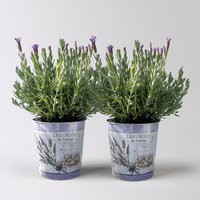 Schopflavendel 'Anouk' in Zinkübertopf, 2 Pflanzen