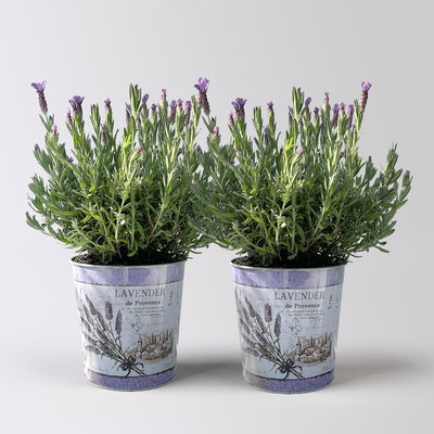 Schopflavendel 'Anouk' in Zinkübertopf, 2 Pflanzen
