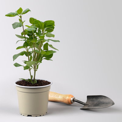 Kölle Bio Thaibasilikum, Topf-Ø 12 cm