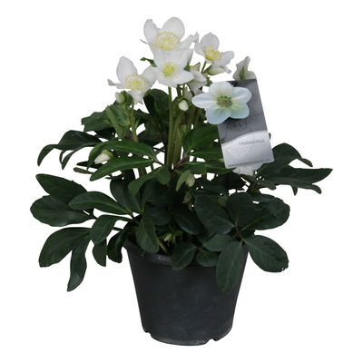 Christrose, weiß, Topf-Ø 15 cm, 2er-Set Christrose, weiß, Topf-Ø 15 cm, 2er-Set