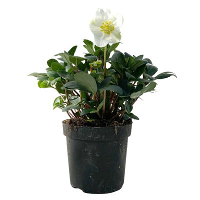 Christrose, weiß, Topf-Ø 15 cm, 2er-Set Christrose, weiß, Topf-Ø 15 cm, 2er-Set