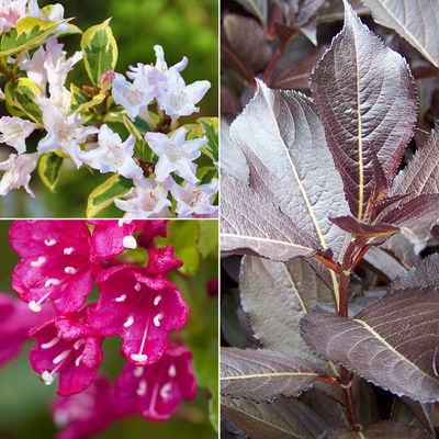 Frühlingsblüher Weigelien-Kollektion, 3er-Set, Topf je 4,6 Liter Frühlingsblüher Weigelien-Kollektion, 3er-Set, Topf je 4,6 Liter