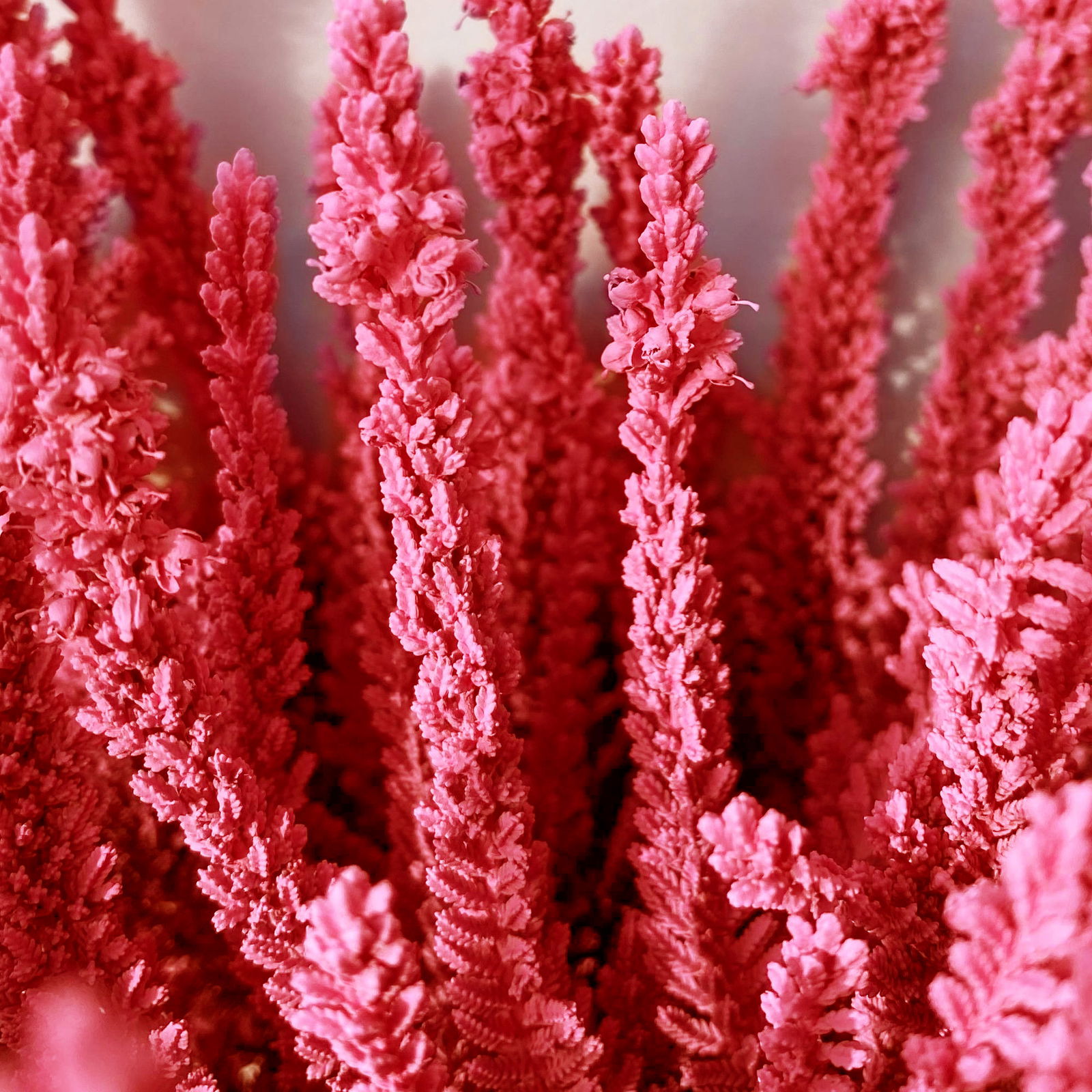Besenheide SKYLINE®, rot gefärbt, Topf-Ø 11 cm, 6 Pflanzen