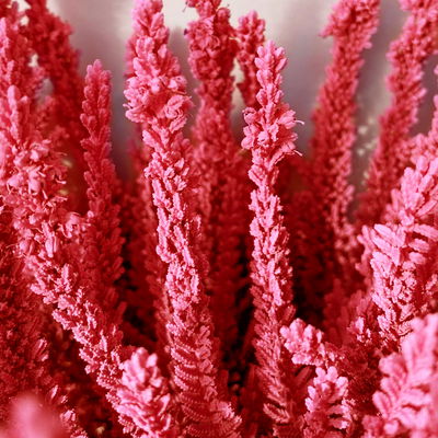 Besenheide SKYLINE®, rot gefärbt, Topf-Ø 11 cm, 6 Pflanzen Besenheide SKYLINE®, rot gefärbt, Topf-Ø 11 cm, 6 Pflanzen