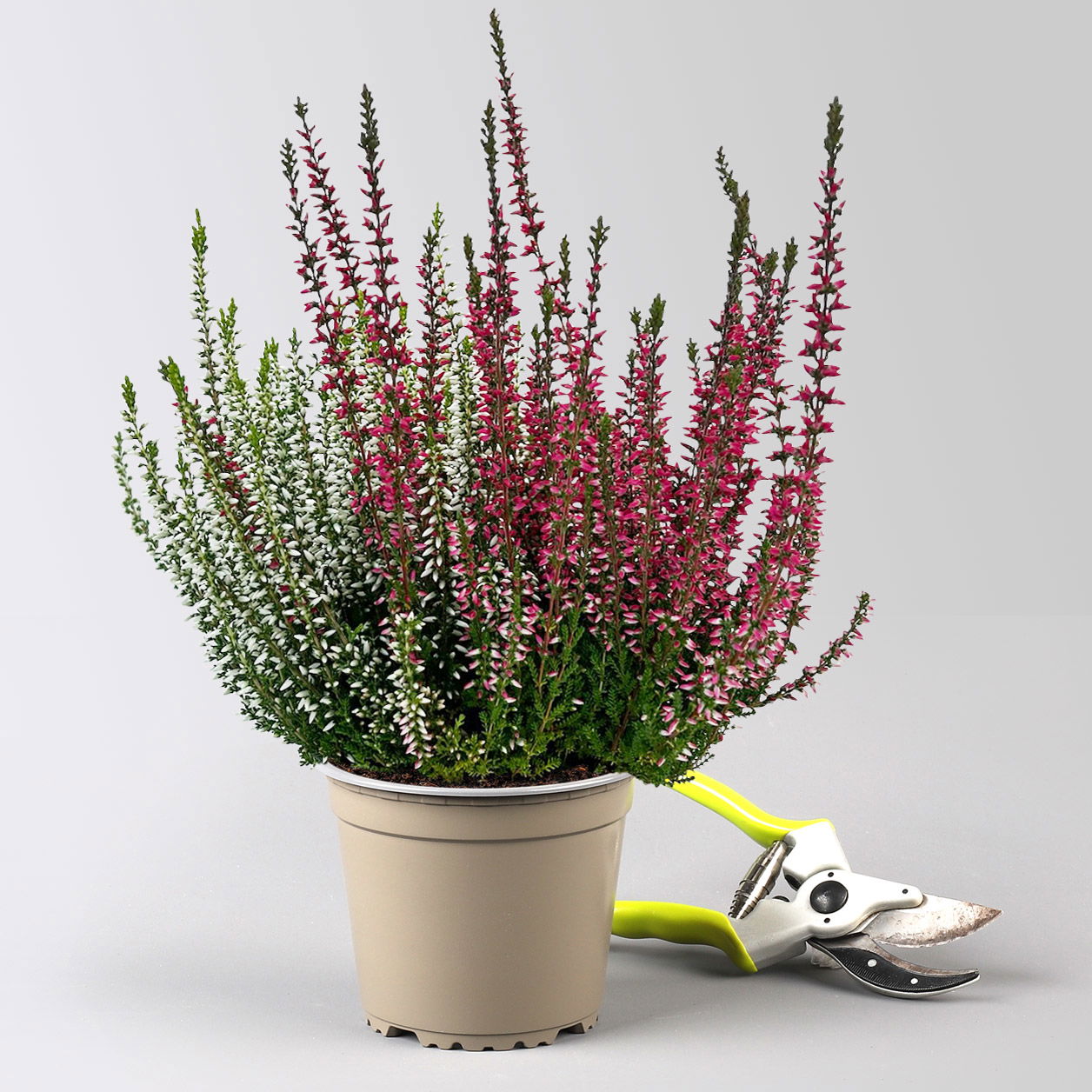 Calluna 'Twin', rot-weiß, Topf-Ø 12/13 cm, 6 Pflanzen